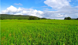 黨建引領(lǐng)|村企共建，讓鄉(xiāng)村振興跑出“加速度”